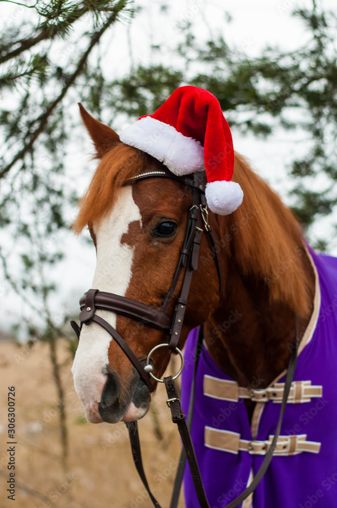 Amazing horse with christmas hat and gifts. Amazing red horse with christmas hat and gifts outside Amazing horse with christmas hat and gifts. Amazing red horse with christmas hat and gifts outside