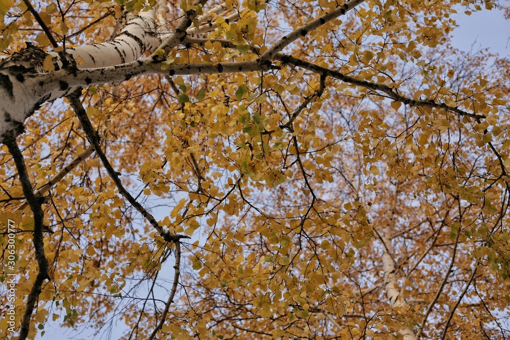 Fototapeta premium Autumn. Yellow leaves in the forest. The trees