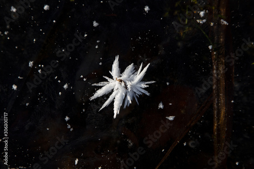 White flower of frost on surface of pond, ice crystals. Frost patterns.