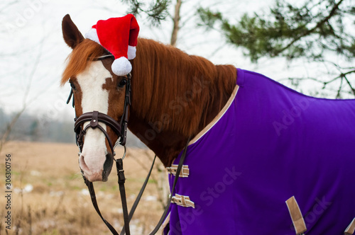 Amazing horse with christmas hat and gifts. Amazing red horse with christmas hat and gifts outside