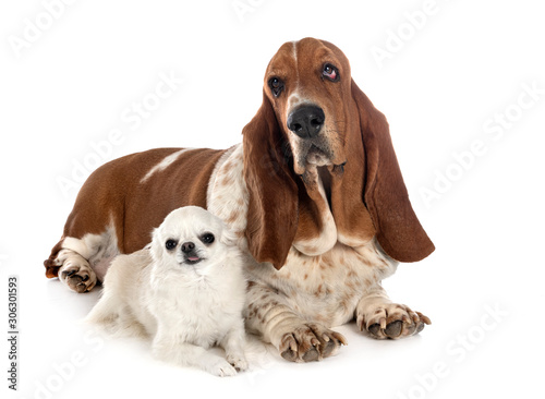 basset hound and chihuahua