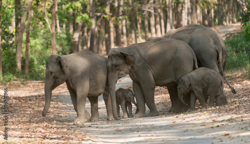 Photography Elephant herd crossing the main road, Dhikala, Jim Corbett National Park, Nainit