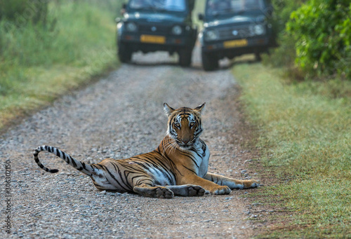 Tiger road block, Panthera tigris, Dhikala, Jim Corbett National Park, Nainital, Uttarakhand, India photo