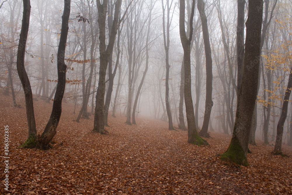 Obraz premium Hoia Baciu Forest -World’s Most Haunted Forest with a reputation for many intense paranormal activity and unexplained events. Most Haunted European Forest in Cluj-Napoca, Transylvania, Romania
