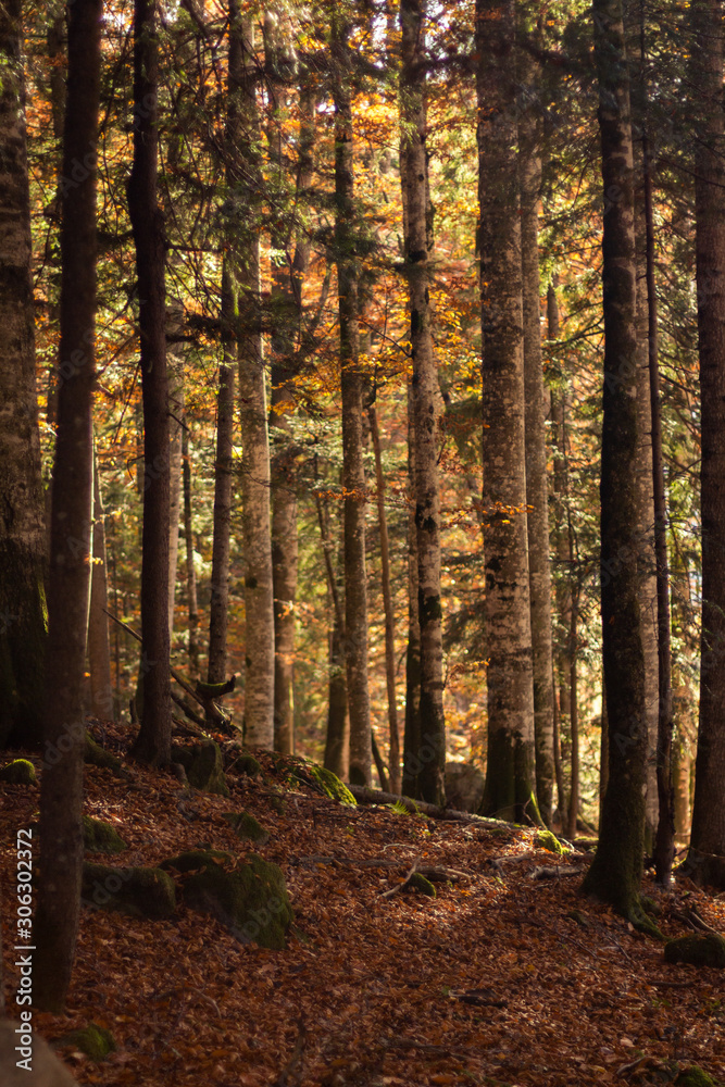 Woods in the fall with beautiful light