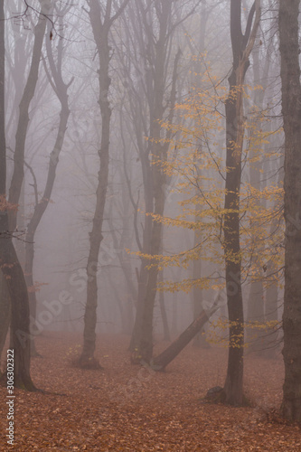 Hoia Baciu Forest -World’s Most Haunted Forest with a reputation for many intense paranormal activity and unexplained events. Most Haunted European Forest in Cluj-Napoca, Transylvania, Romania
