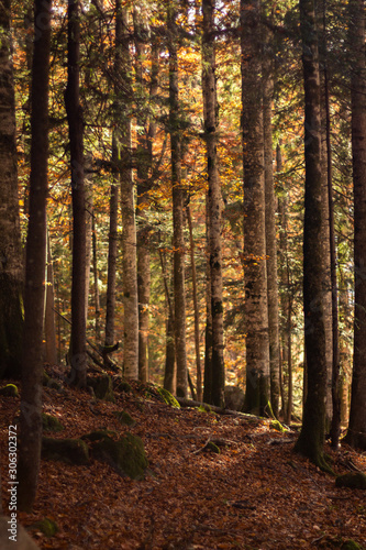 Woods in the fall with beautiful light