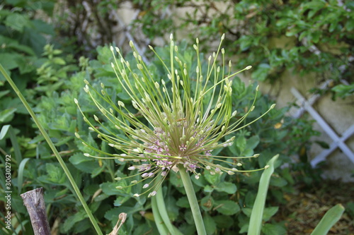 Alliums