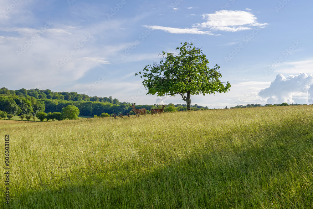 Fototapeta premium Deer and hinds