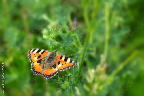 Nymphalis urticae beautiful butterfly orange black. Wild insect with bright beautiful wings. Butterfly feeds on pollen on a summer flowering meadow, background backdrome photo