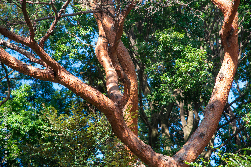 Fototapeta premium 赤い松の木