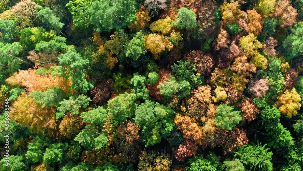 Top down view of autumn forest, view from above Top down view of autumn forest, view from above