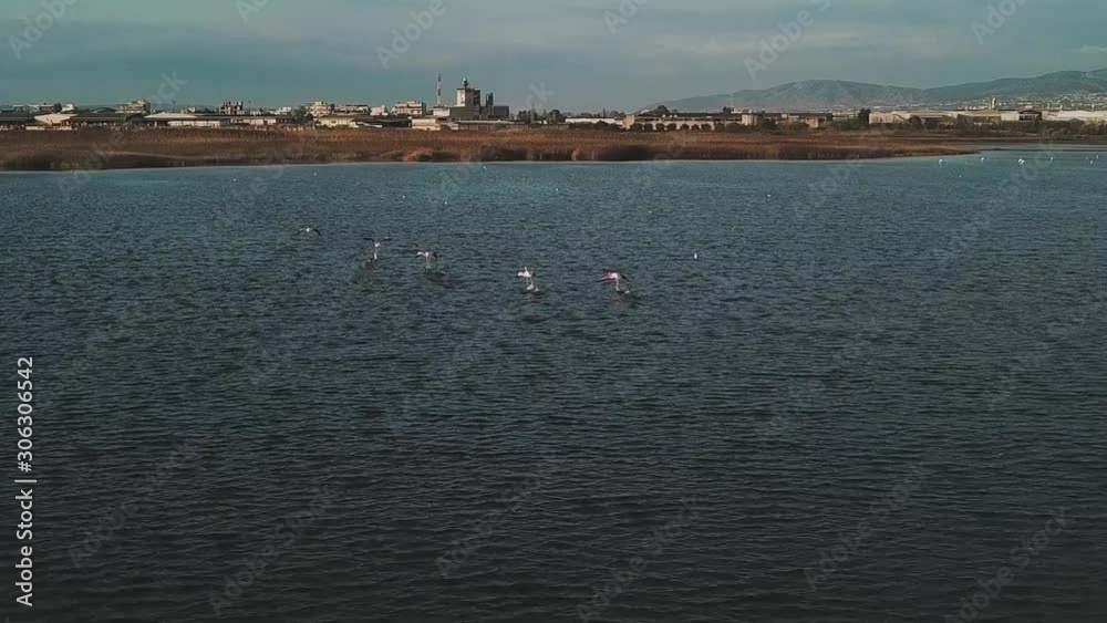 Dolly areal shot of some flamingos (Phoenicopterus) that are taking off. Thessaloniki, Greece. Dolly areal shot of some flamingos (Phoenicopterus) that are taking off. Thessaloniki, Greece.
