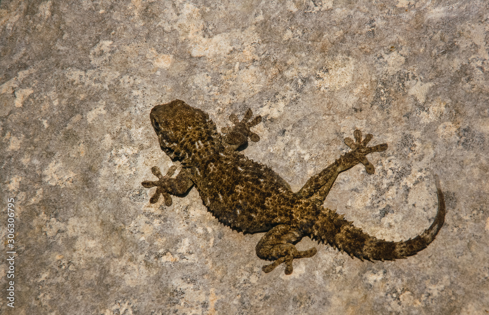 Naklejka premium A salamander