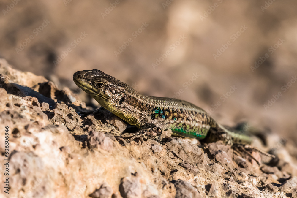 A green lizard basks in the sun A green lizard basks in the sun