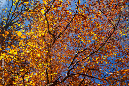 Crohn autumn forest over his head