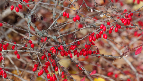 Berberis thunbergii 'Atropurpurea' ou Épine-vinette de Thunberg pourpre aux rameaux épineux sans feuilles garnis de baies ovales rouge vif en automne 