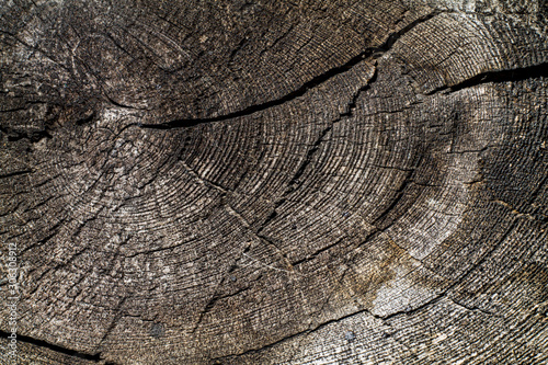 A slice of an old tree. Texture and annual rings