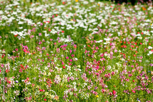 Blumenwiese mit bunten Sommerblumen, Deutschland