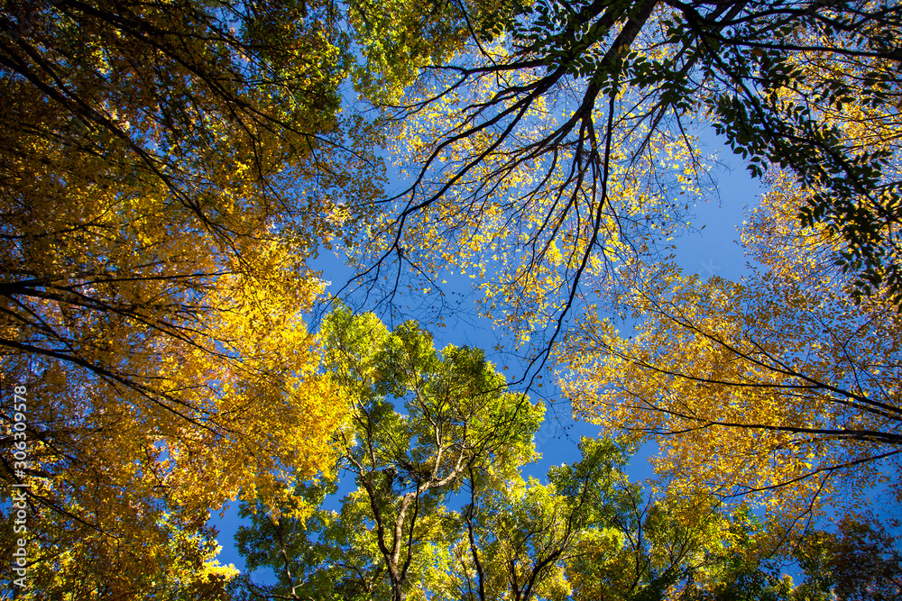 Crohn autumn forest over his head Crohn autumn forest over his head
