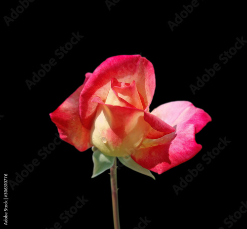 Beautiful motley rose isolated on a black background