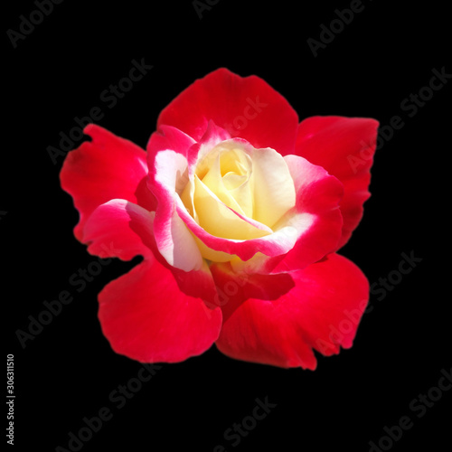 Beautiful motley rose isolated on a black background