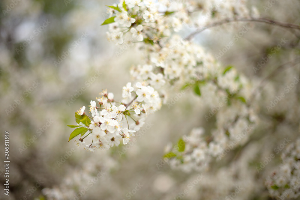 Bunches of white cherry blossoms