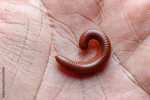 Keluwing (Spirostreptus)  photo