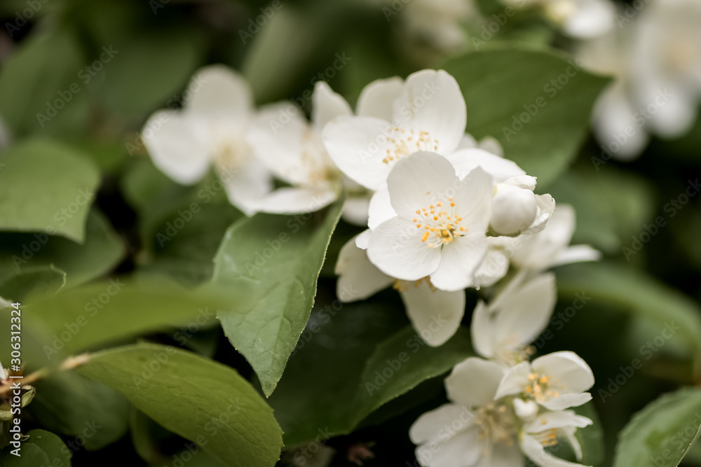 white Jasmine flowers in spring white Jasmine flowers in spring