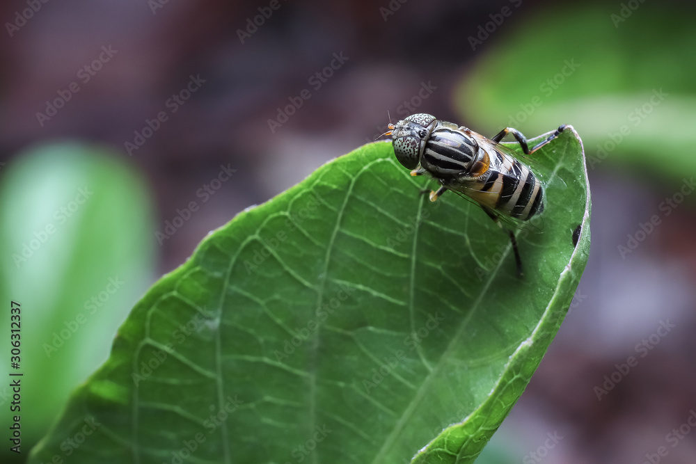 Fruit Flies, Bright Fruit Lovers. One obstacle in the cultivation of fruit plants is the presence of fruit flies Fruit Flies, Bright Fruit Lovers. One obstacle in the cultivation of fruit plants is the presence of fruit flies