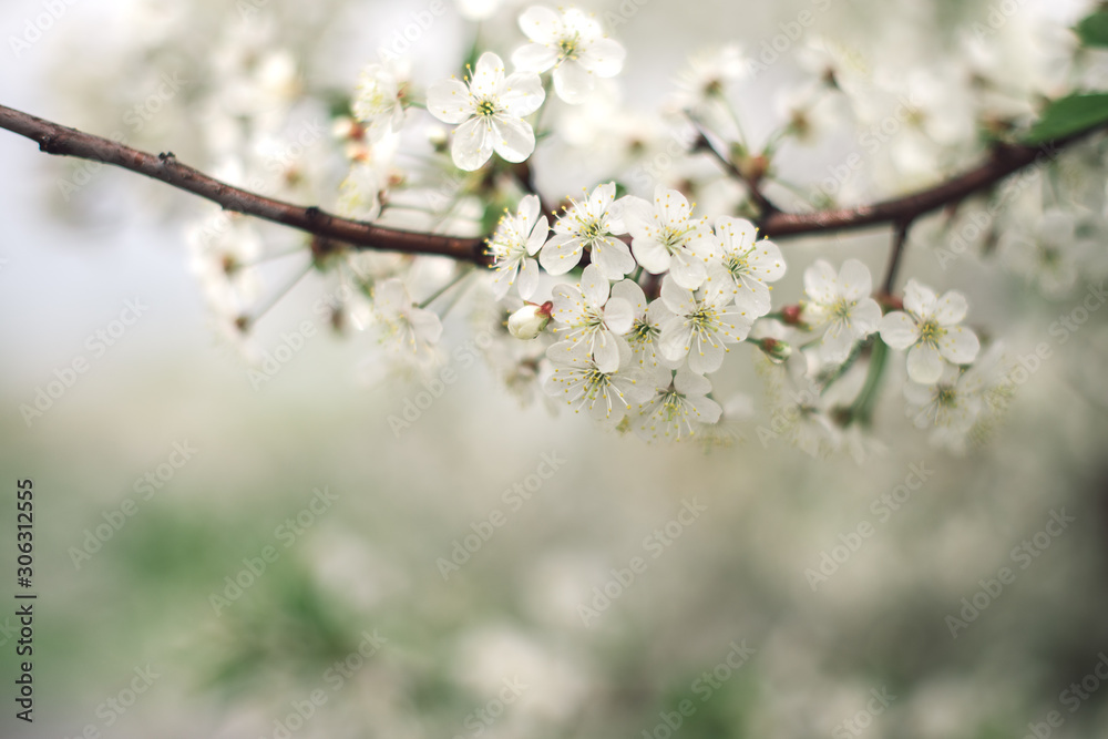 Branch of a blossoming cherry tree with beautiful white flowers. Abstract blurred background. Pastel colors and toned effect. 