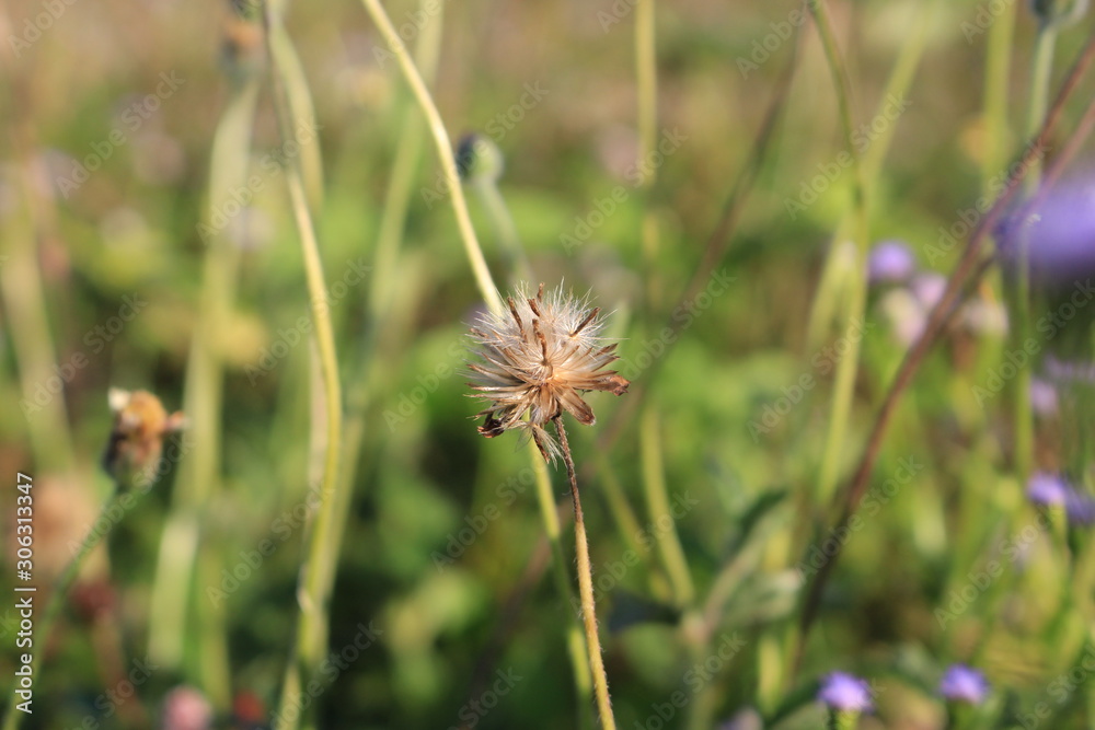 Weed, grass, small, caused by rice fields are dry.In the spring of colors.Small grass is drying Weed, grass, small, caused by rice fields are dry.In the spring of colors.Small grass is drying