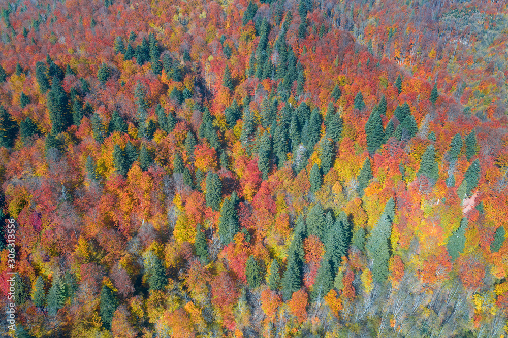 Aerial view of the autumn colorful forest on the mountain. Beautiful nature background