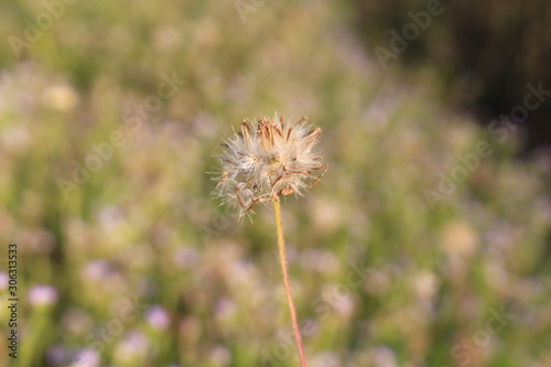 Weed  grass  small  caused by rice fields are dry.In the spring of colors.Small grass is drying 