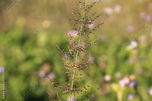 Flower of Grasses, Purple flower