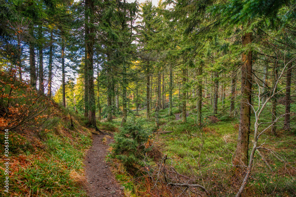Obraz premium forest path in the beauty forest in autumn colors , beskydy