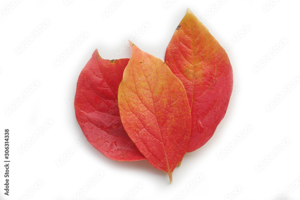 Red, orange and yellow Persimmon tree leaves isolated on white background. Diospyros kaki leaves on autumn Red, orange and yellow Persimmon tree leaves isolated on white background. Diospyros kaki leaves on autumn