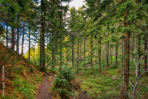 forest path in the beauty forest in autumn colors