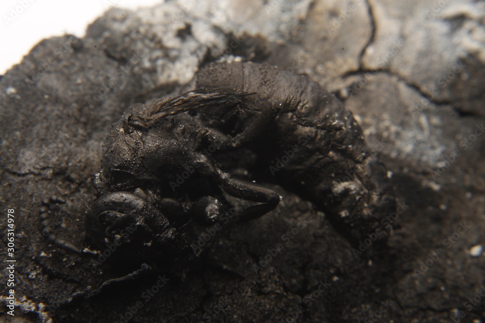 close up macro of a burnt dead wasp or hornet.