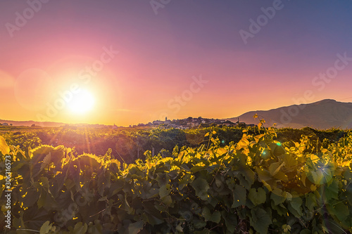 Scenic view of vineyard and Lumbarda village at sunset. Island of Korcula, Croatia