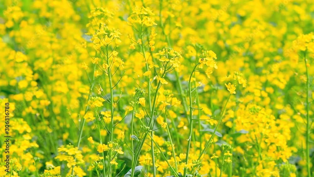 Golden field of canola flowers. Golden field of canola flowers.