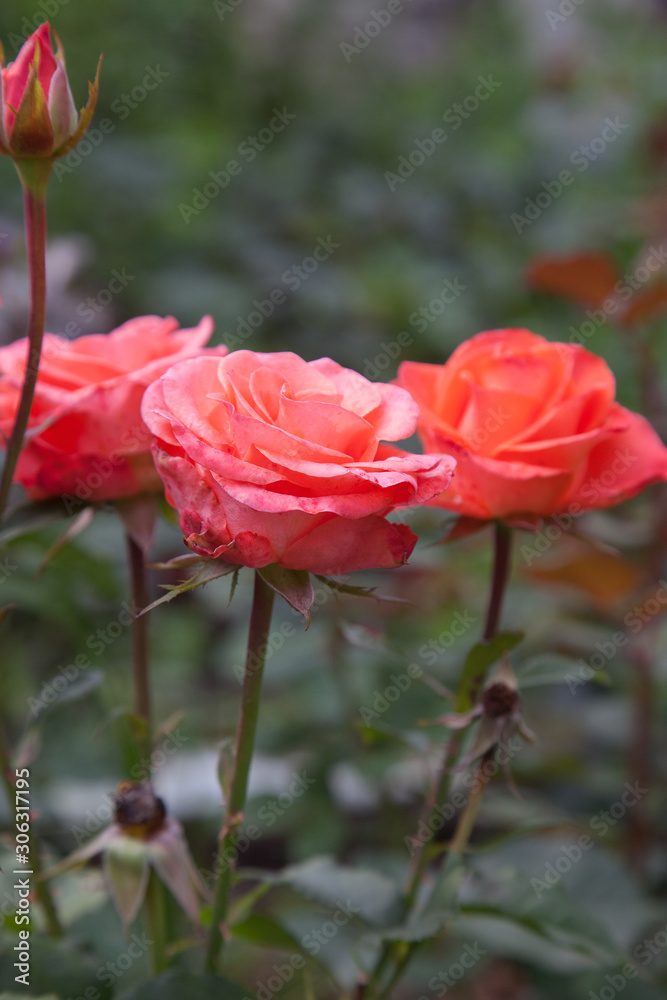 Beautiful rose bush growing in the garden. Beautiful rose bush growing in the garden.