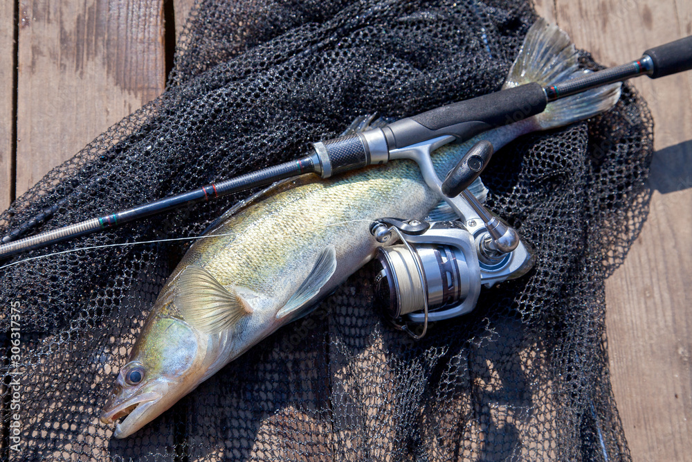 Freshwater zander and fishing equipment lies on wooden background.. Freshwater zander and fishing equipment lies on wooden background..
