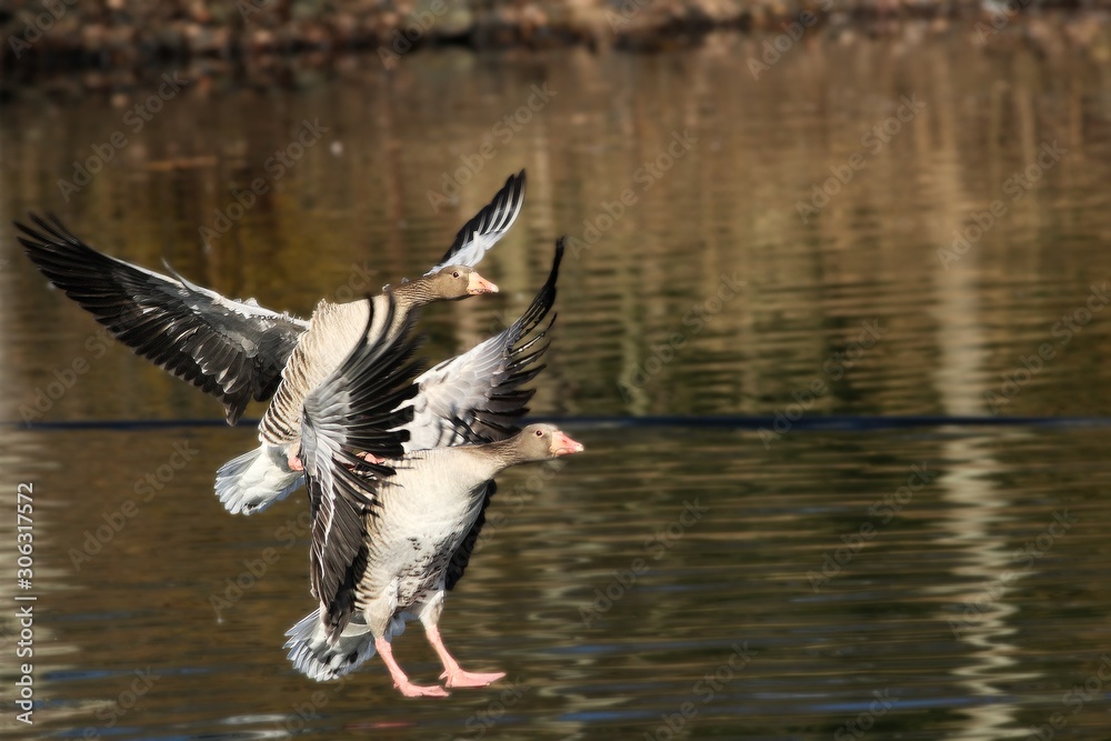 Two greylag gooses (Anser anser) landing on the lake in morning sun. Two greylag gooses (Anser anser) landing on the lake in morning sun.