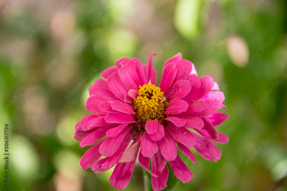 Beautiful pink Common Zinnia (Zinnia elegans) flower in the garden, single autumn flower in the park, selective focus. Blooming flower with yellow stamens Beautiful pink Common Zinnia (Zinnia elegans) flower in the garden, single autumn flower in the park, selective focus. Blooming flower with yellow stamens