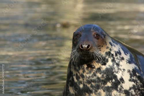 The grey seal (Halichoerus grypus) in the water. Portrait. © Honza Hejda