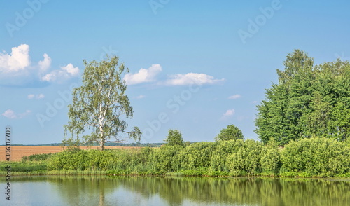 Summer landscape with  birch on  river