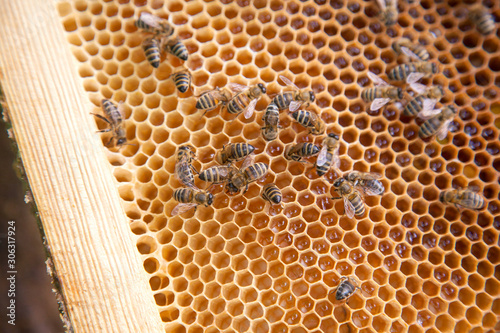 Close up view of working bees on honeycomb with sweet honey.