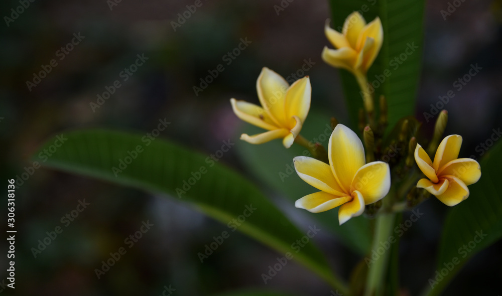 plumeria or frangipani flower on dark background plumeria or frangipani flower on dark background