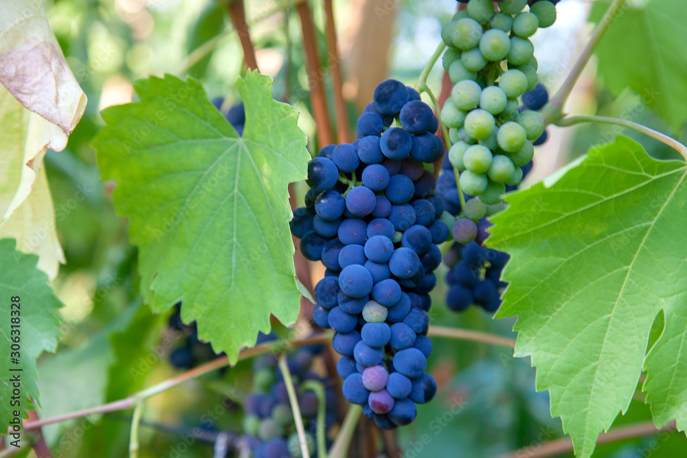 Bunch of blue grapes in the garden. Bunch of blue grapes in the garden.